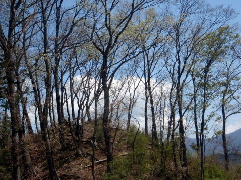 2011.4.24 甚之函山(尾根歩き)
