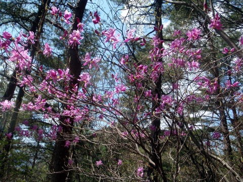 2011.4.24 甚之函山(尾根歩き)