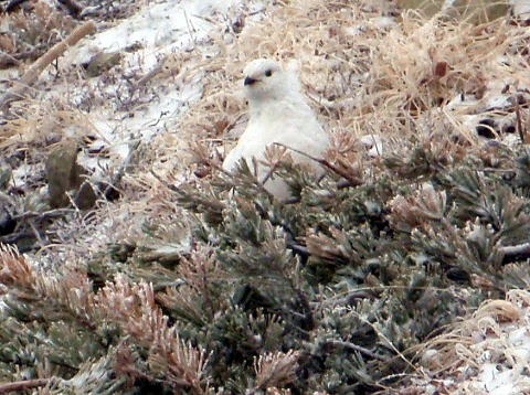2011.5.3-5 鹿島槍ヶ岳(雪山)