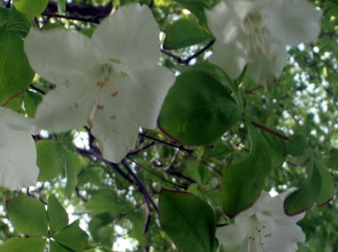 2011.5.21鬼石沢(沢登り)
