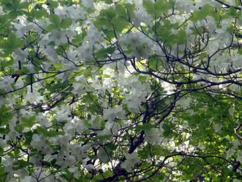 2011.5.21鬼石沢(沢登り)