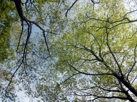 2011.5.21鬼石沢(沢登り)