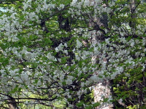 2011.5.21鬼石沢(沢登り)