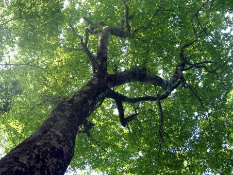2011.5.21鬼石沢(沢登り)