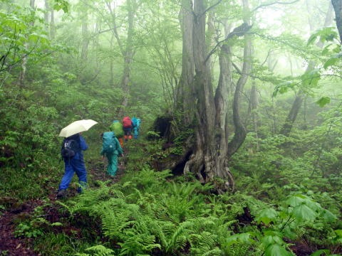 2011.5.28-29 赤湯(山菜取り)(イベント)