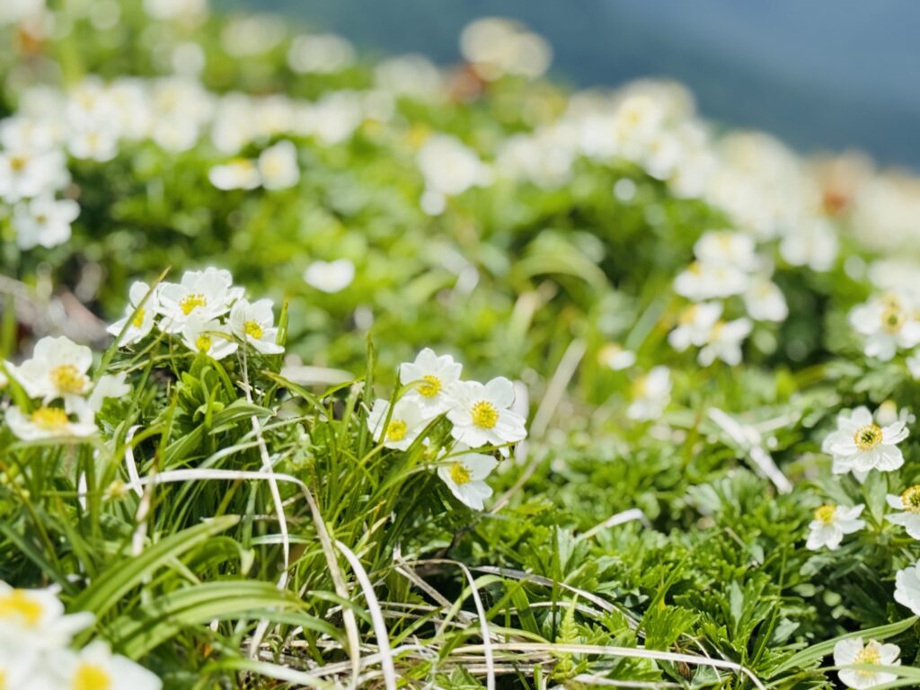 2026.6.14　平標山（尾根歩き・ハイキング）