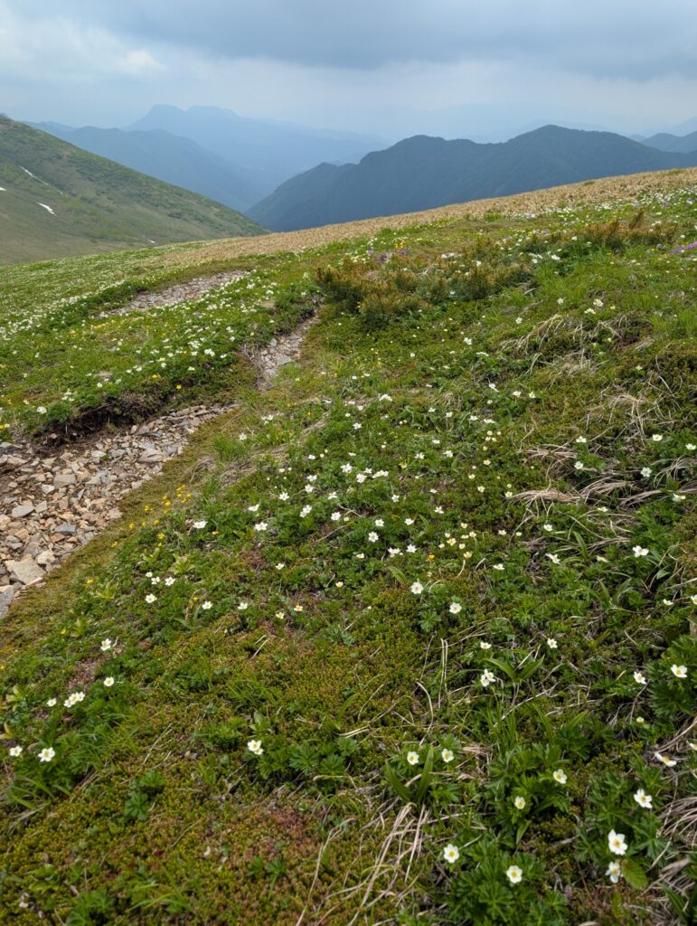 2026.6.14　平標山（尾根歩き・ハイキング）
