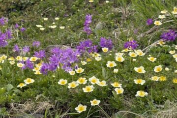 2026.6.14　平標山（尾根歩き・ハイキング）