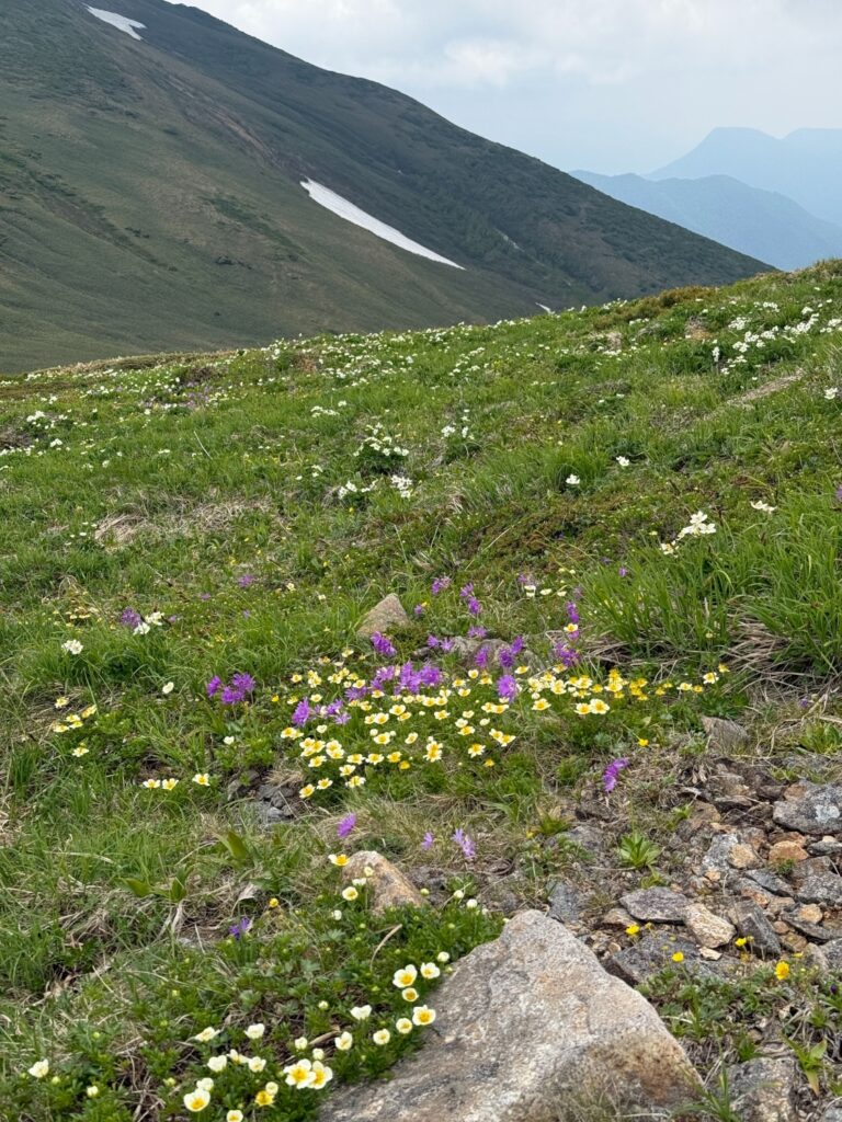 2026.6.14　平標山（尾根歩き・ハイキング）
