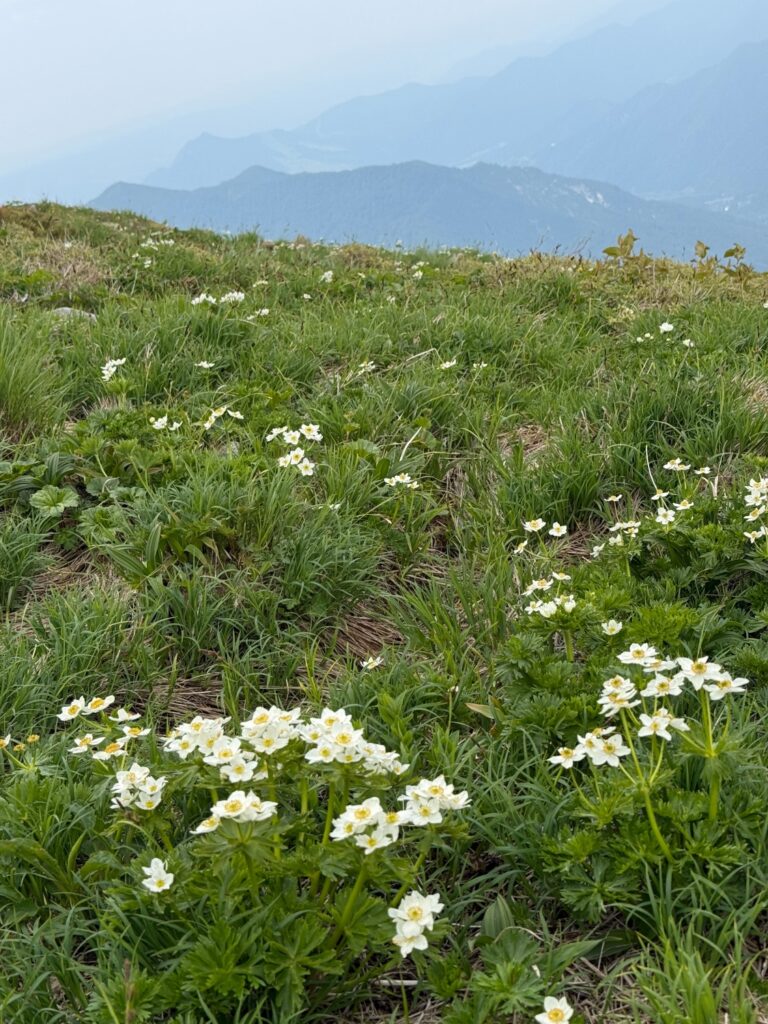 2026.6.14　平標山（尾根歩き・ハイキング）