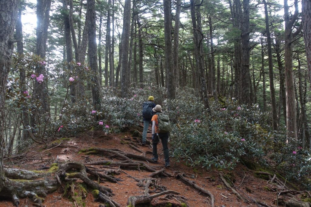 2026.5.29　甲武信ヶ岳（ハイキング）