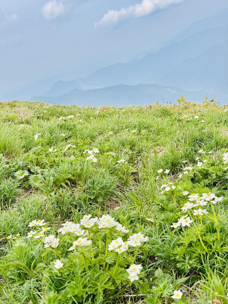 2026.6.14　平標山（尾根歩き・ハイキング）
