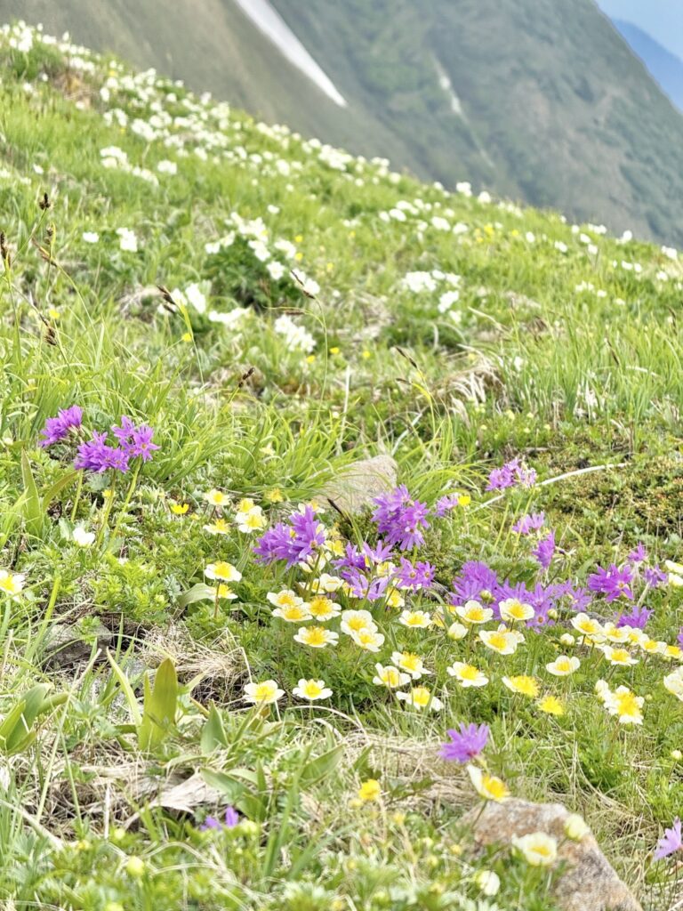 2026.6.14　平標山（尾根歩き・ハイキング）