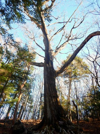 2020.11.21-23　黒法師岳（尾根歩き）