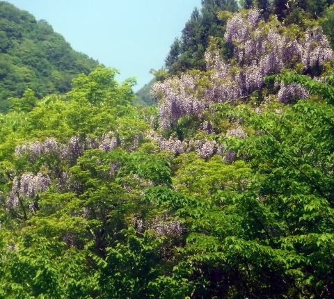 2023.5.5-6　雲取山（尾根歩き）