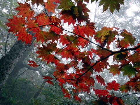 2021.10.9 白水沢左俣左沢(沢登り)