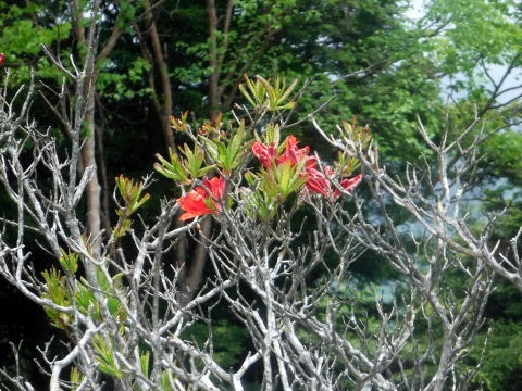 2023.6.10 牛奥ノ雁ヶ腹摺山(尾根歩き)