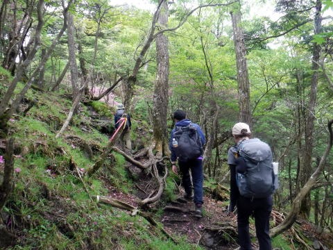 2023.6.10 牛奥ノ雁ヶ腹摺山(尾根歩き)