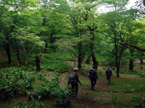 2023.6.10 牛奥ノ雁ヶ腹摺山(尾根歩き)