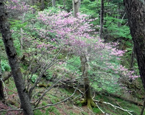 2023.6.10 牛奥ノ雁ヶ腹摺山(尾根歩き)
