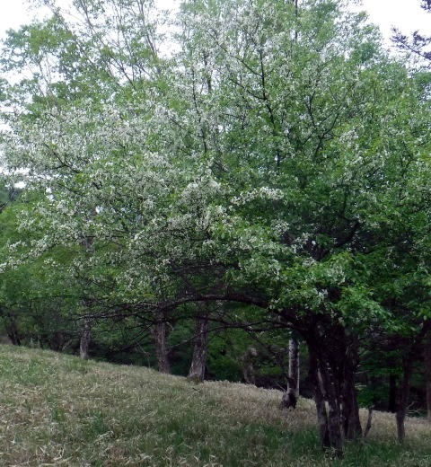 2023.6.10 牛奥ノ雁ヶ腹摺山(尾根歩き)