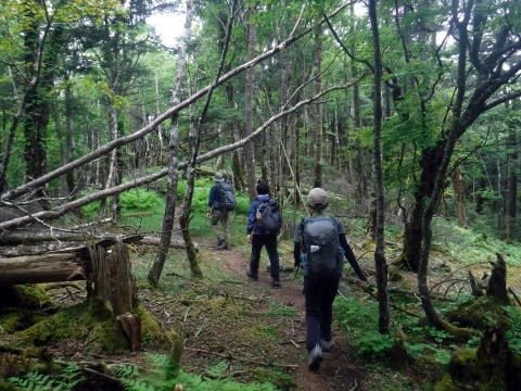 2023.6.10 牛奥ノ雁ヶ腹摺山(尾根歩き)