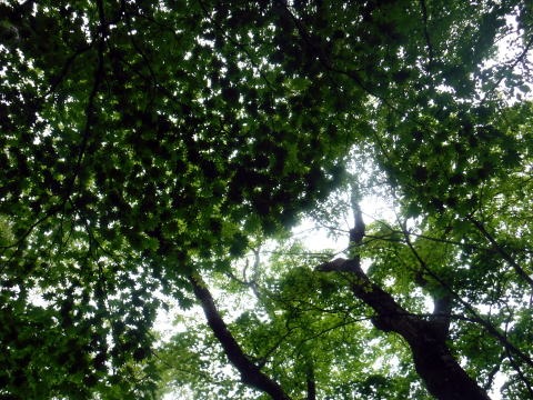 2023.6.10 牛奥ノ雁ヶ腹摺山(尾根歩き)