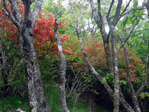 2023.6.10 牛奥ノ雁ヶ腹摺山(尾根歩き)