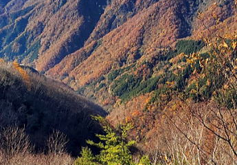 2021.11.3　両神山（尾根歩き）