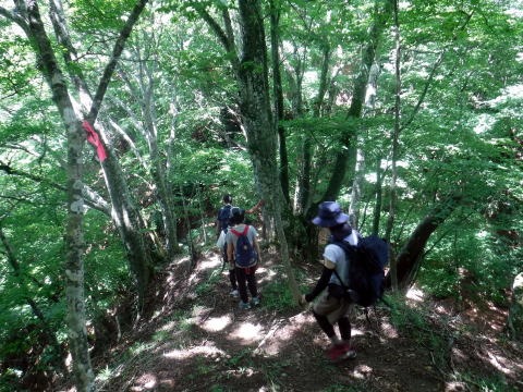 2023.7.2 源次郎岳(尾根歩き)