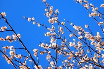 2019.4.4　土俵岳（尾根歩き）