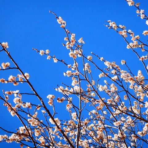 2019.4.4　土俵岳（尾根歩き）