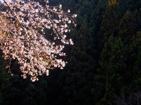 2019.4.4　土俵岳（尾根歩き）