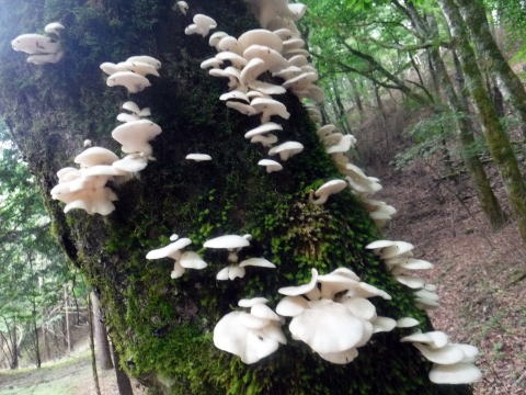 2023.7.8 黒川鶏冠山(尾根歩き)