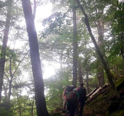 2023.7.8 黒川鶏冠山(尾根歩き)