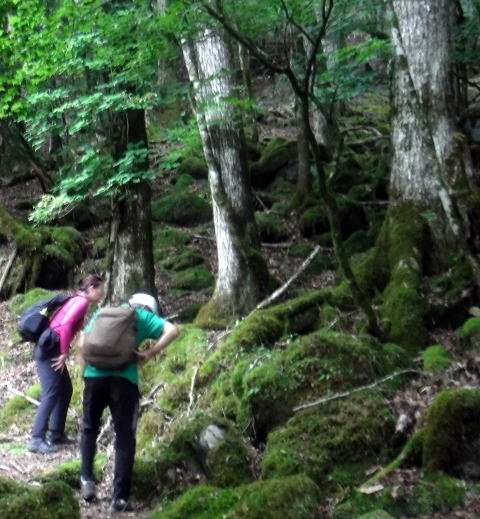 2023.7.8 黒川鶏冠山(尾根歩き)