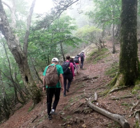 2023.7.8 黒川鶏冠山(尾根歩き)