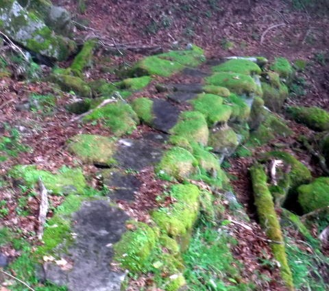 2023.7.8 黒川鶏冠山(尾根歩き)