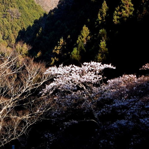 2019.4.4　土俵岳（尾根歩き）