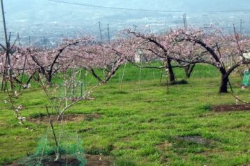 2019.4.7　ナットウ箱山（尾根歩き）