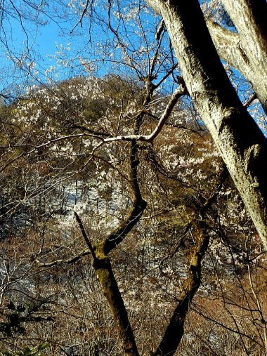 2019.4.11　鷹ノ巣山（尾根歩き）