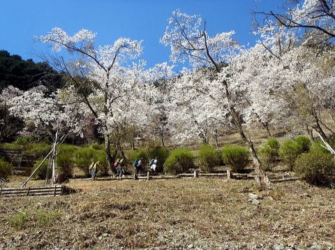2019.4.13　倉戸山（尾根歩き）