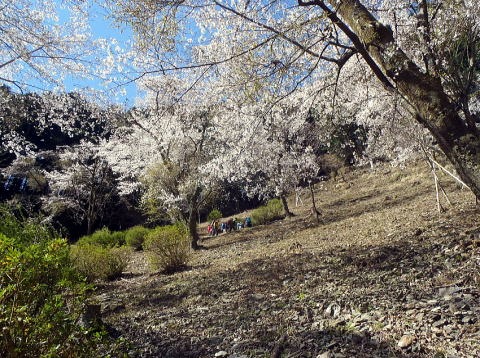 2019.4.13　倉戸山（尾根歩き）