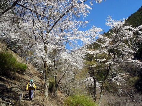 2019.4.13　倉戸山（尾根歩き）