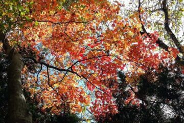 2023.10.29　三頭山（尾根歩き）
