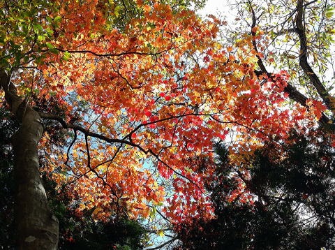 2023.10.29　三頭山（尾根歩き）