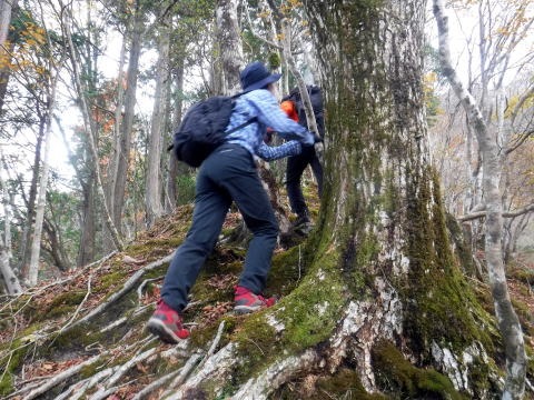 2023.11.18 丹沢 権現山(尾根歩き)