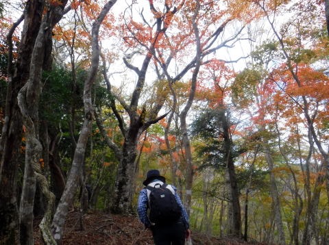 2023.11.18 丹沢 権現山(尾根歩き)