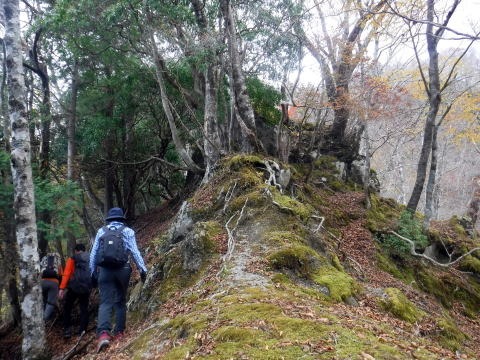 2023.11.18 丹沢 権現山(尾根歩き)