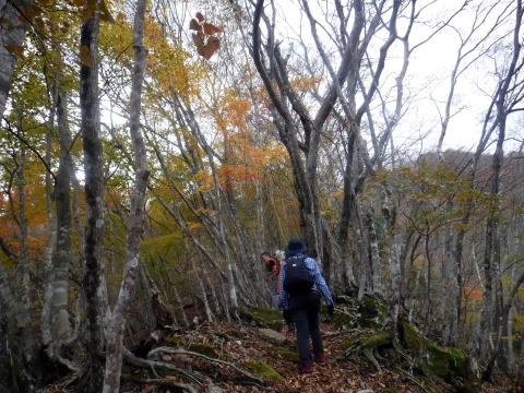 2023.11.18 丹沢 権現山(尾根歩き)